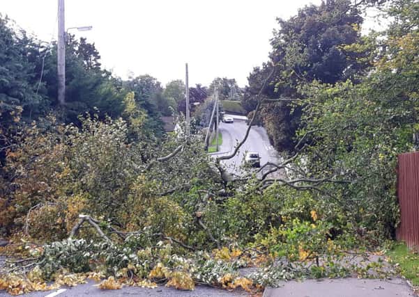 Many roads were closed across Northern Ireland due to fallen trees. Pic by Pacemaker.