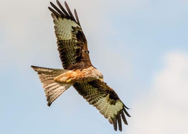 The red kite
