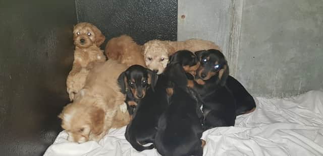Some of the puppies that were rescued and rehomed.