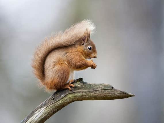 A red squirrel. Pic by Getty Images.