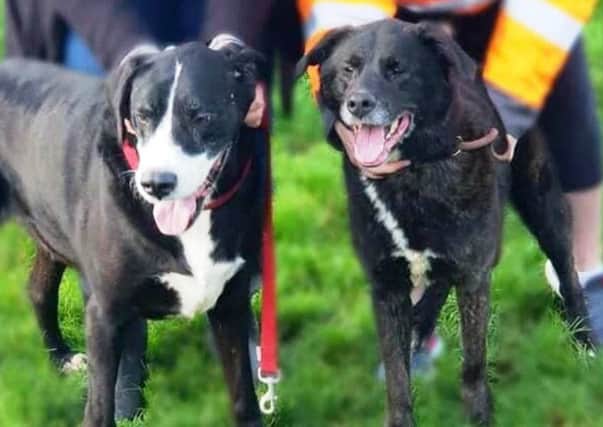 Bear and Asher are looking for a forever home.
