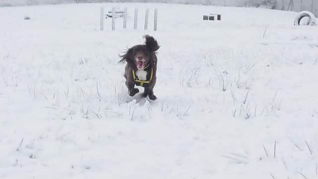Buddy at Dogs Trust enjoys the snow. Pictured by Steven McNeilly