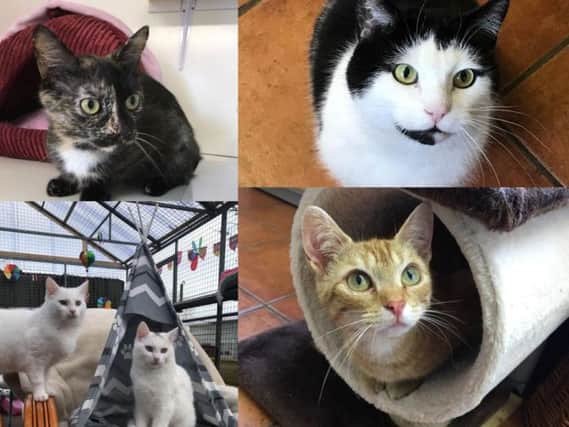 Assisi are currently looking to rehome a number of cats (Photo: Assisi)