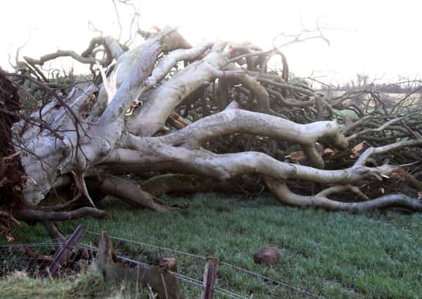 A felled tree at the Dark Hedges PICTURE KEVINMCAULEY/MCAULEY MULTIMEDIA