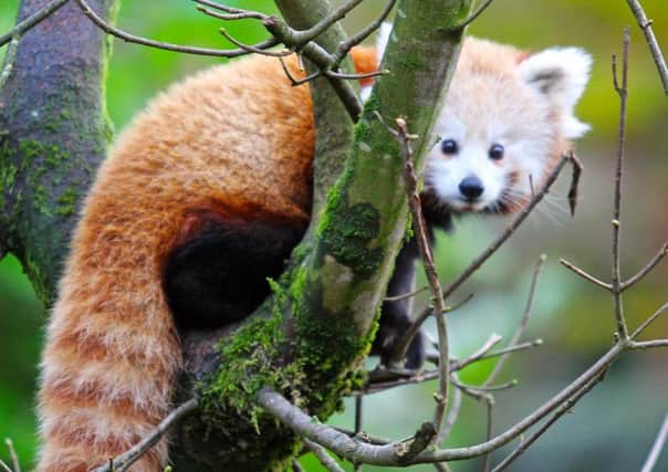 Amber the red panda that escaped from Belfast Zoo.