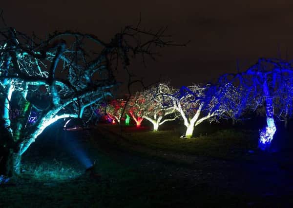 Long Meadow Farm will be shown in a new light with the staging of a treelumination event from February 13 to 16. Lighting, design and photography is by Walter Holt.