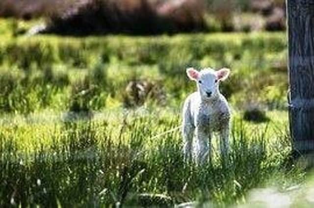 Police are appealing for information about the theft of two lambs.