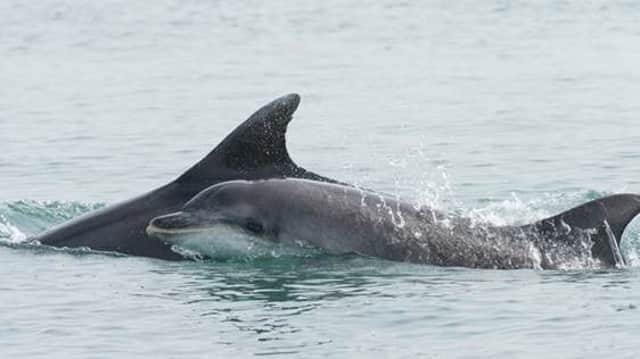 The month of the dolphin on Mid and East Antrim's  Creature Calendar.