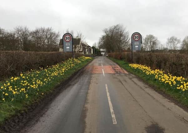Daffodils at the Ballylagan Road entrance.
