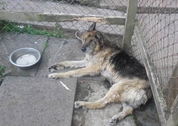 The German Shepherd type dog, named Bruno, was found emaciated, dehydrated and unable to stand. Picture supplied by Mid and East Antrim council