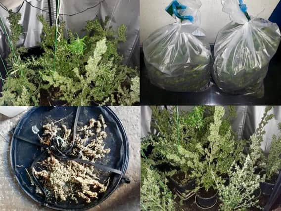 Cannabis plants seized by the PSNI in Maghera area.