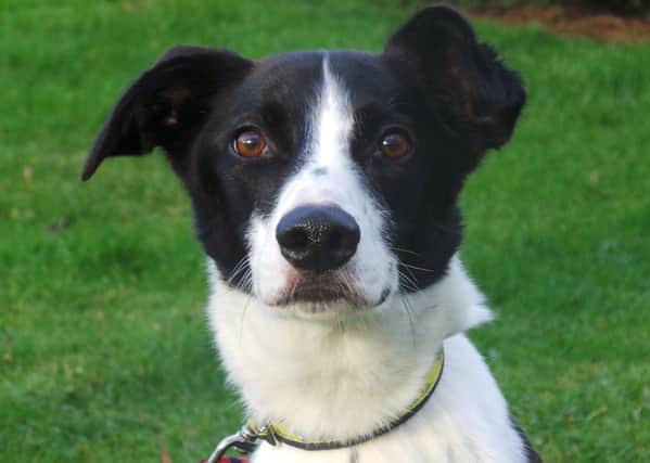 Dogs Trust Ballymena hosts annual Fun Day on May 11 which will help raise funds for  the continued care of residents at the Rehoming Centre like Banjo (pictured).