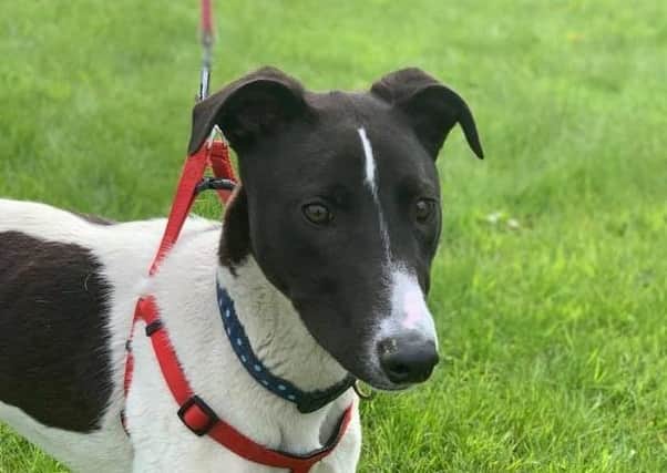 Super sweet  Rockie needs his forever family.
A lurcher cross, hes just 8 months old and is a lovely, quiet, affectionate boy who has so much love to give.
With proper introduction he could live with cats. 
If you think you could give Rockie a home, email almosthomeni@gmail.com