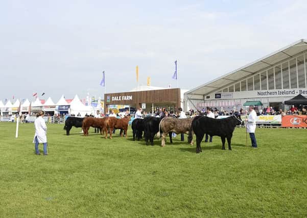 PACEMAKER BELFAST  16/05/2019:
Day two of the Balmoral Show at Balmoral Park outside Lisburn. Getting the cattle ready before the day begins at the show. 
Picture By: Arthur Allison/Pacemaker Press