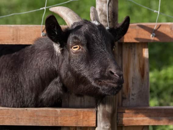 Library image of a goat - this is not a photograph of the stolen goat.