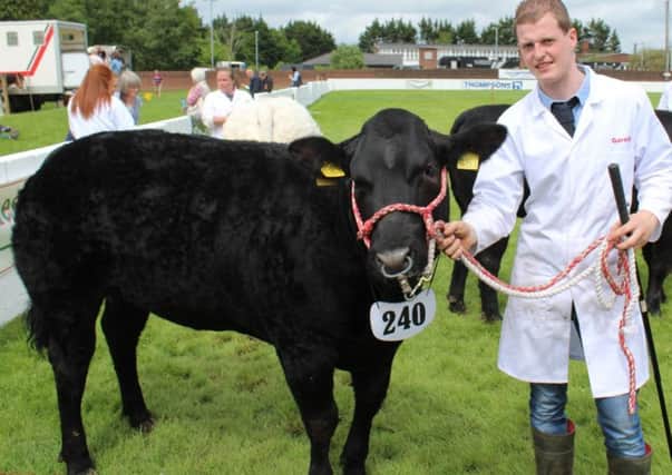 Gareth Elliott, from Enniskillen with the Commercial Cattle  Champion at Ballymoney Show 2019, owned by Robert Miller from Tobermore