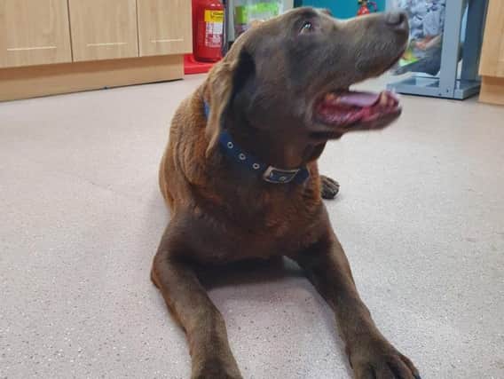 Dog found in Co Armagh village