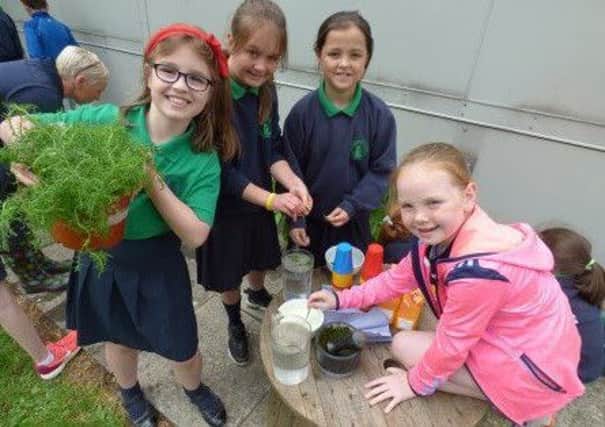 Pupils from Mary Queen of Peace PS in Glenravel taking part in the he Schools Growing Club Programme