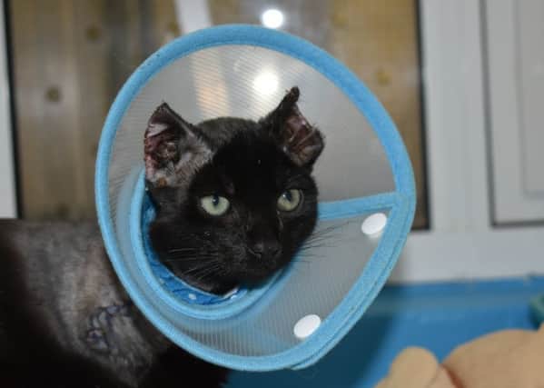 Inky is on a long road to recovery.
Pic credit: cats-protection