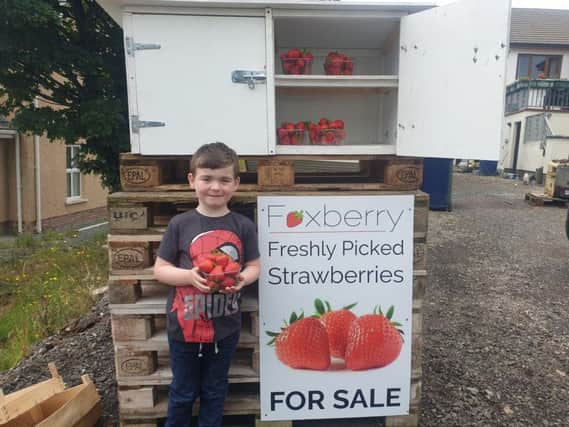 Cadain Fox helps out at the family's strawberry farm