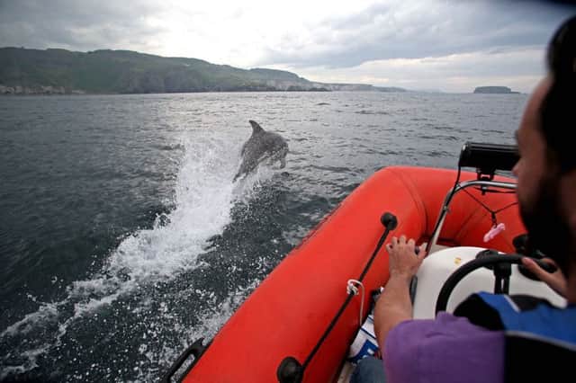 Local boatman captures dolphins at Kinbane Head near Ballycastle