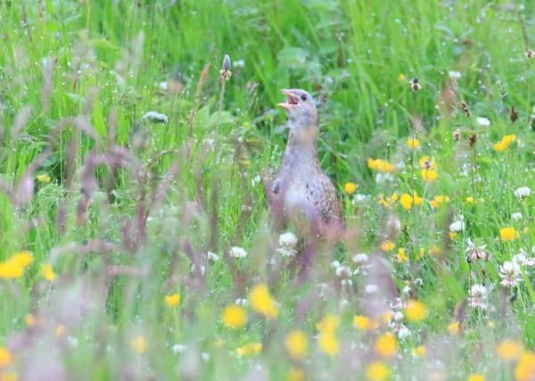 A calling corncrake captured on camera this summer by wildlife photographer Ronald Surgenor
