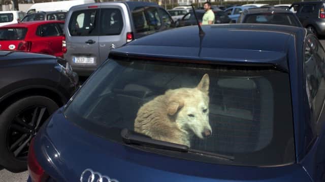 The PSNI in Craigavon has published advice on dealing with dogs locked in hot cars