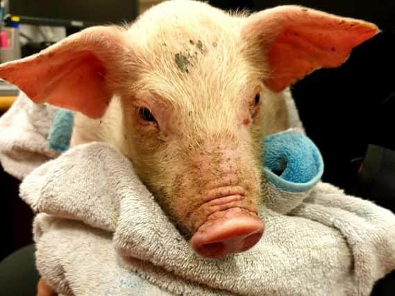 Magheraelt PSNI have released a picture of the piglet they want to reunite with its owner.