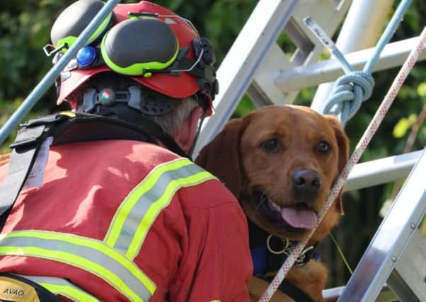 The dog was rescued this afternoon. Pic by Allen Craig.