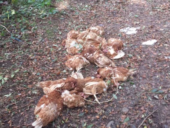 Chickens found at dead at the site.