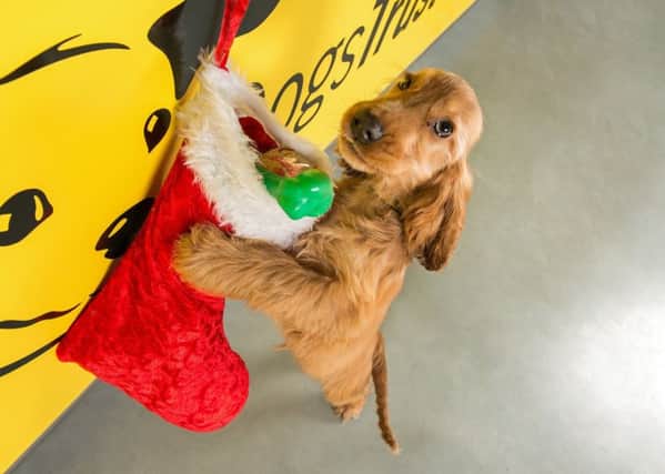 This year's Dogs Trust Christmas Fair will take place at the Ballymena Rehoming Centre on Saturday, November 30, between 11am-3pm
