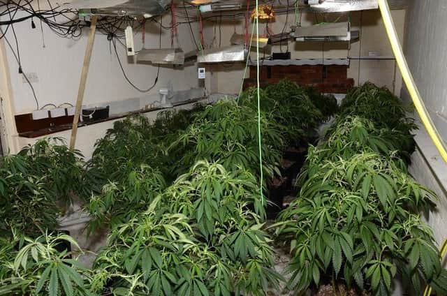Cannabis plants were discovered during a PSNI search (police image).