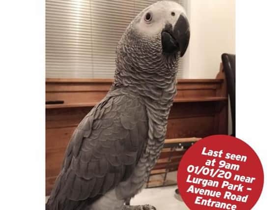 The missing African grey parrot.