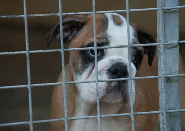 Dogs Trust warns of cruel Dogfishing scam duping dog lovers. (Supplied Pic: Dogs Trust)