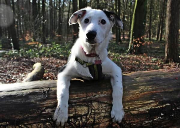 Meg - a collie cross - one of the dogs at Dogs Trust Ballymena rehoming centre
