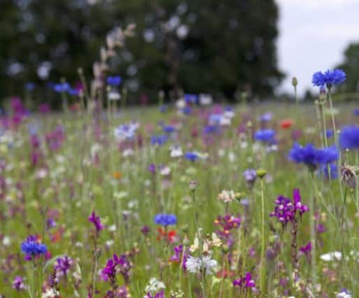Annual wildflowers at RHS Garden, Wisley