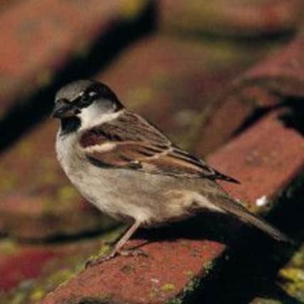The House Sparrow is top of Londonderry's garden charts.
