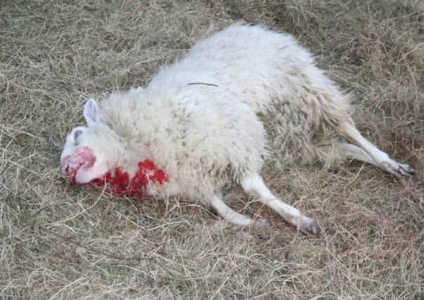 The attack left this sheep dead. INLT 15-603-CON