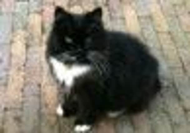 Robert Jones' pet cat, Lucy had to be put down after suffering horrific injuries after being caught in a trap. INNT 15-503CON