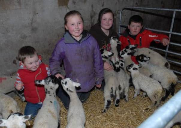 Ciaran, Kelly, Shannon and James O'Kane feeding orphaned labs on their farm near Carnlough. INLT 15-315-PR