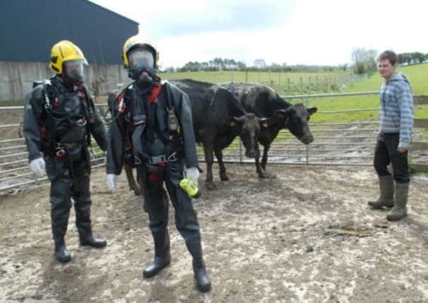 Members of the Special Animal Rescue Team check over two of the cows with Sam Currie. INLT 18-306-PR