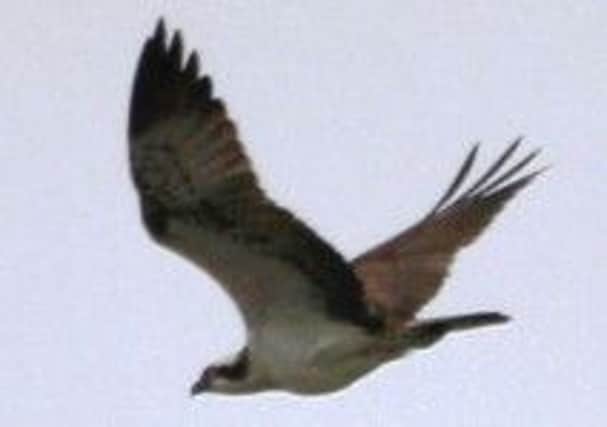 This image of an Osprey in flight was caught by local man Cameron Moore. INCT 23-799-CON