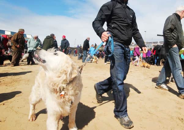 Dog lovers  take to the beach at Weststrand in Portrush on Sunday to protest at Coleraine Borough Council's decision to bann dogs from the beach.MARK JAMIESON.