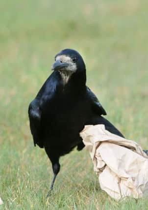 A carrion crow foiled RAF electronic warfare drills in the North Sea.
