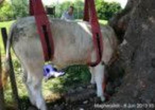 The cow inside the rescue sling during the three hour rescue operation on the Ballyronan Road.