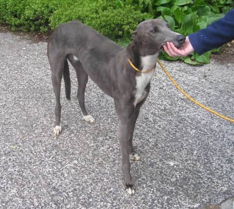 On the road to recovery: Norman the greyhound. INNT 27-509CON