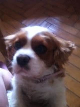 Tia, a King Charles Spaniel, is missing