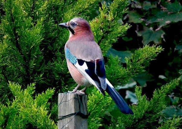 Even though it is a member of the crow family, the Jay is one of the most beautiful visitors you will have to your garden.