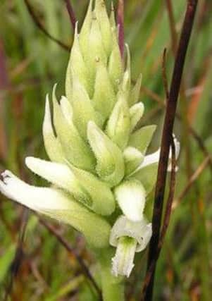 On Sunday (August 4) the RSPBs Gareth Bareham will be on hand to guide visitors around the wetland near Toomebridge to look for the orchids like this one.