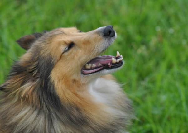 The Rehoming Centre is  looking for a new owner for a four year-old rough coated Collie Lassie lookalike called Moses